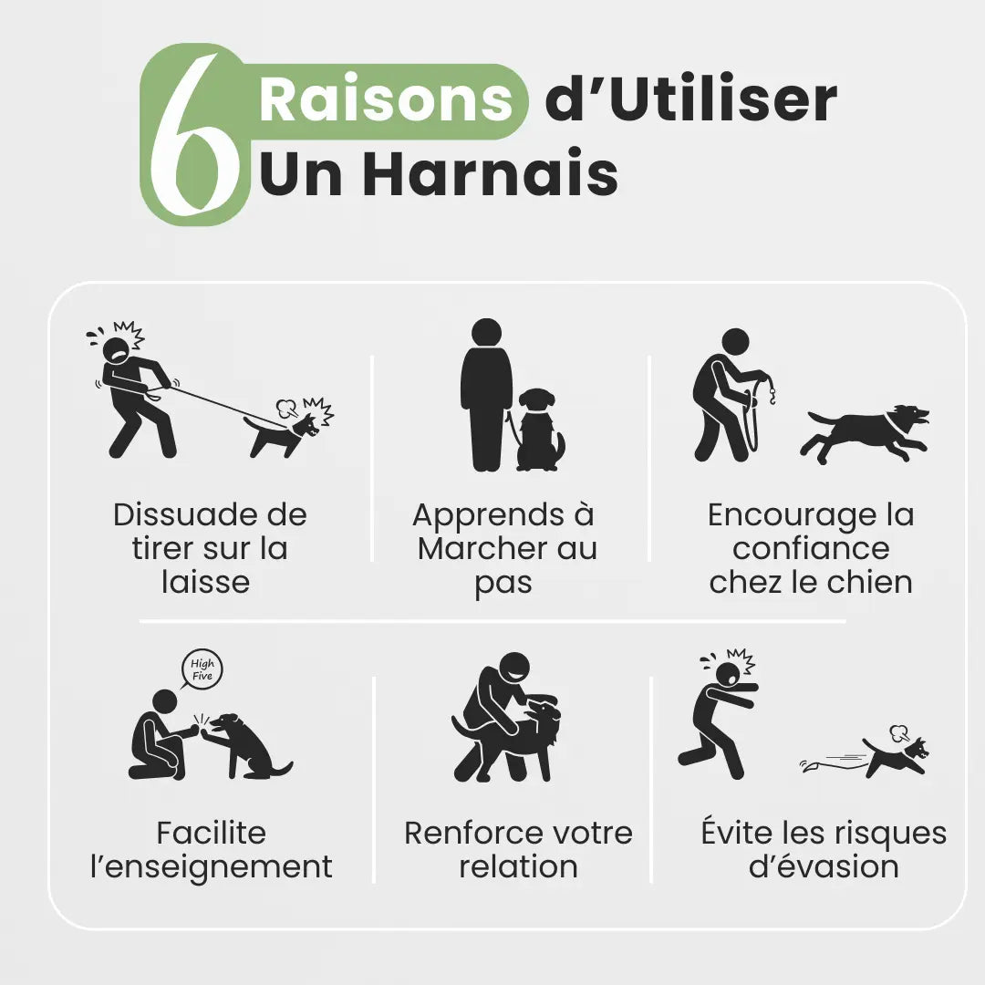 Harnais SafeLead-11®