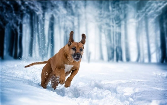 Pourquoi les harnais pour chien sont-ils la meilleure option pour la sécurité et le confort de votre animal de compagnie ?