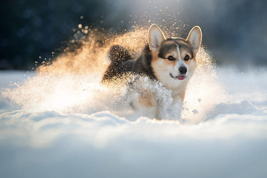 Pourquoi les harnais sont-ils une meilleure option que les laisses pour les chiens